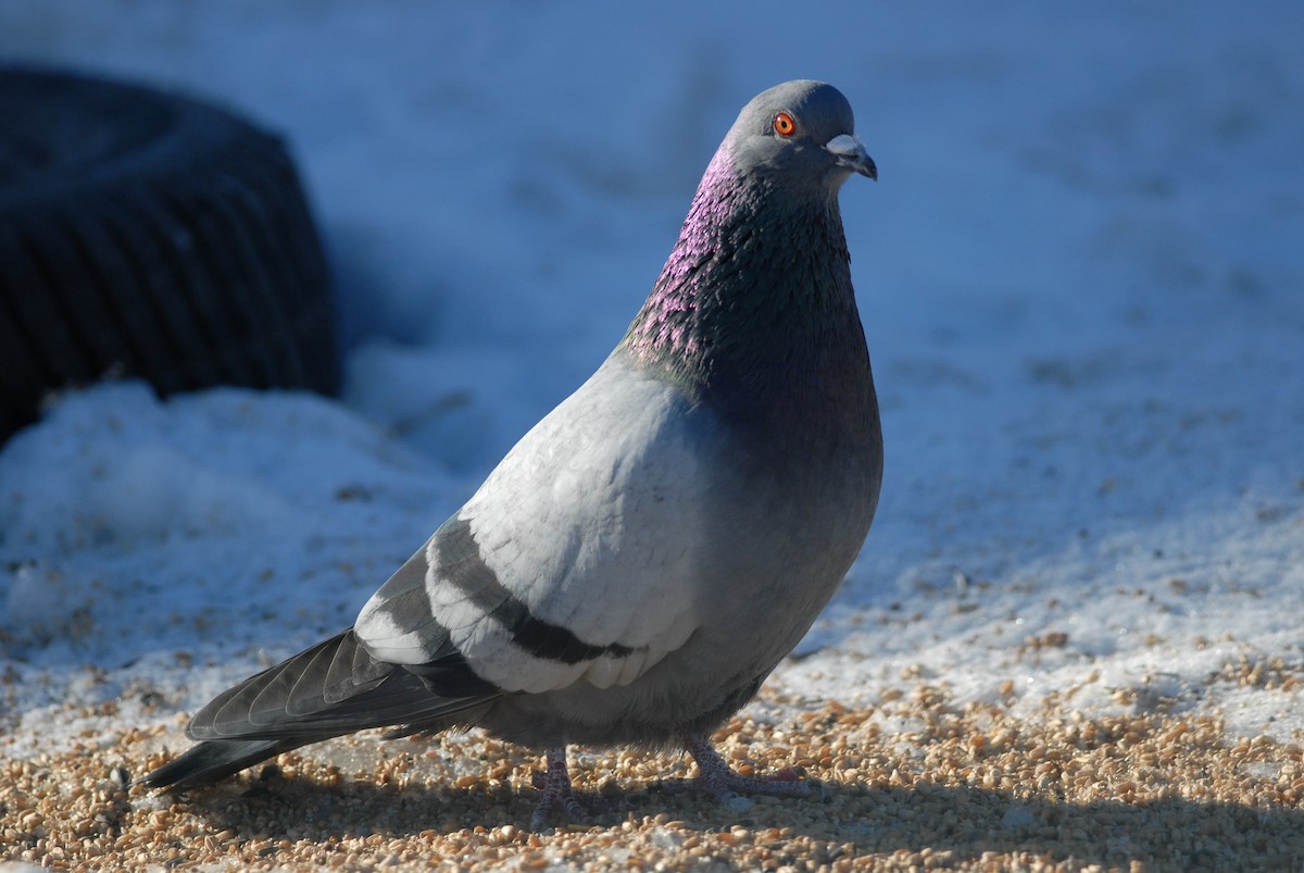 Rock Pigeon (Feral Pigeon) - ML230594071