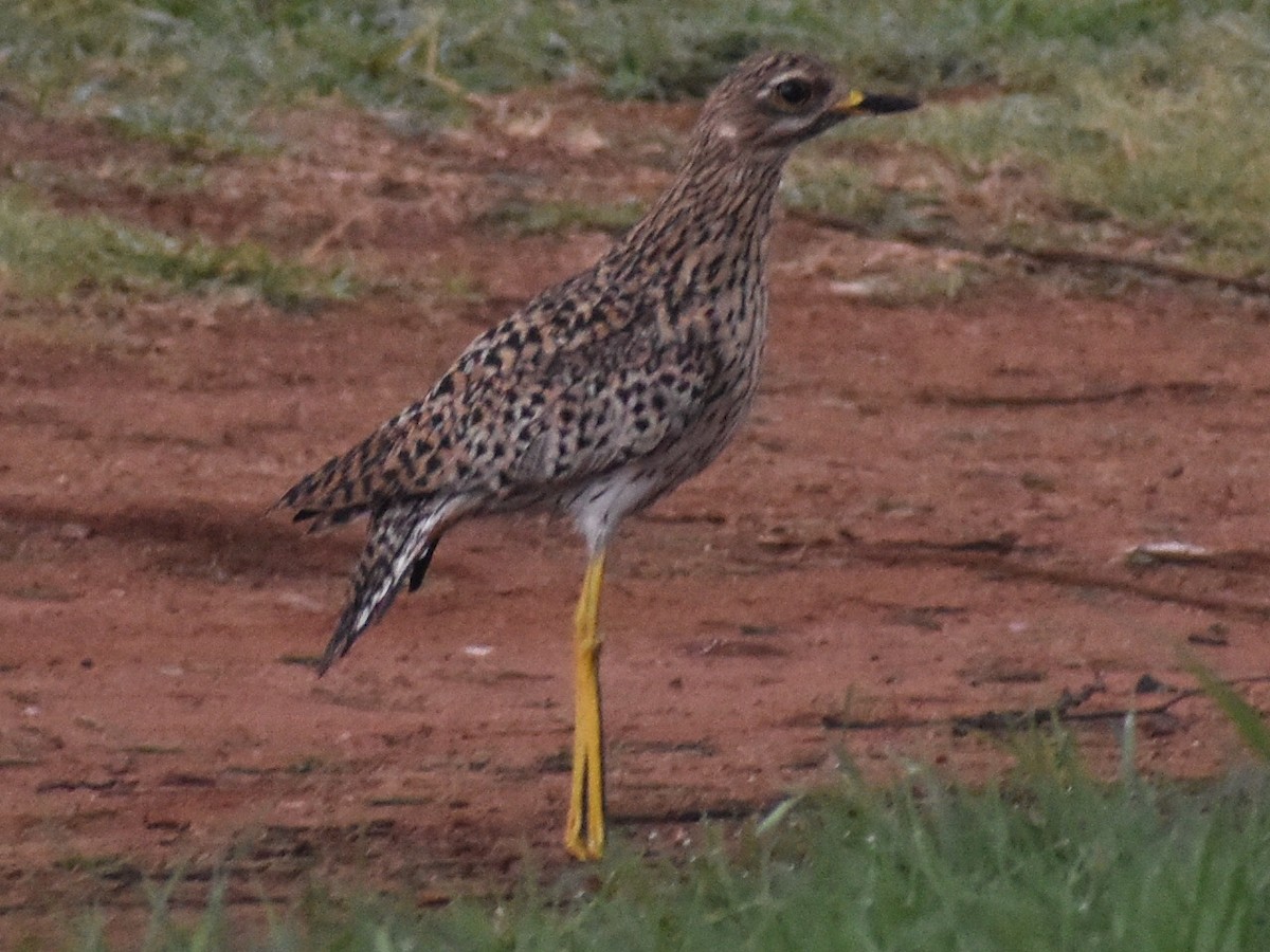 Spotted Thick-knee - ML230597421