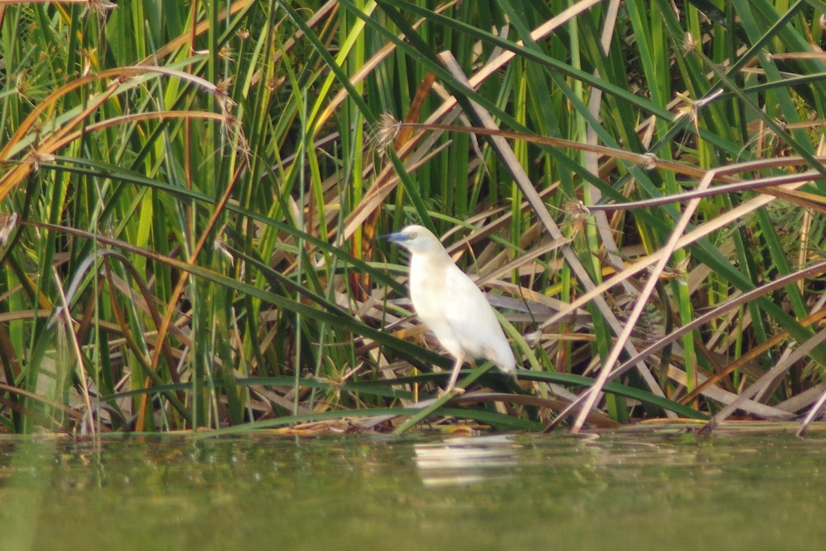 Malagasy Pond-Heron - ML230598081