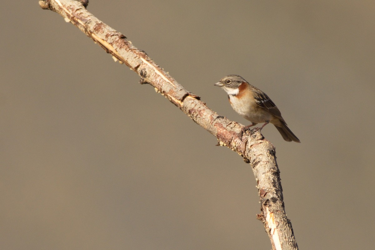 Rufous-collared Sparrow - ML230598501