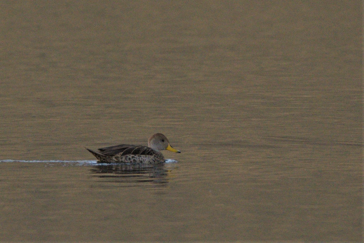 Yellow-billed Pintail - Leonel Melvern