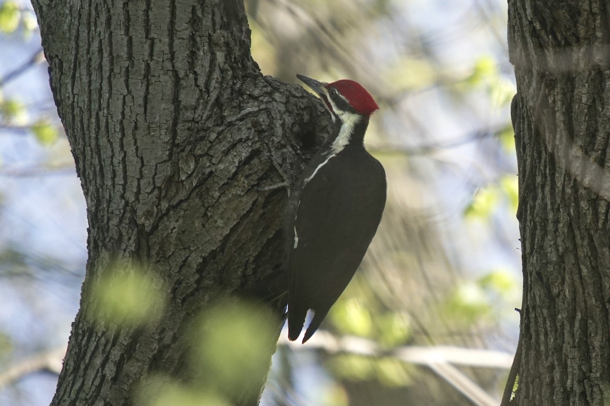 Pileated Woodpecker - Matthew Shumar