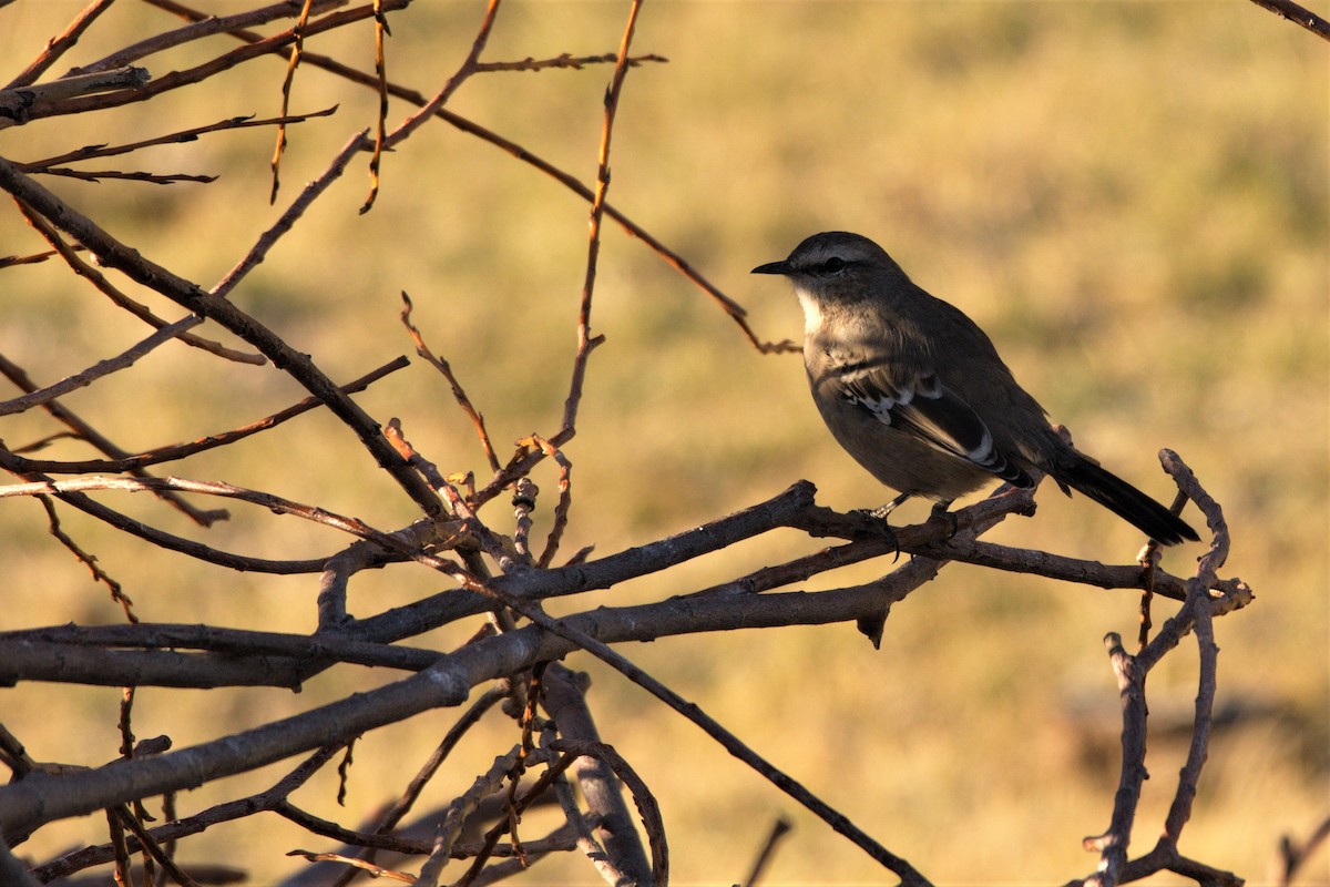 Patagonian Mockingbird - Leonel Melvern