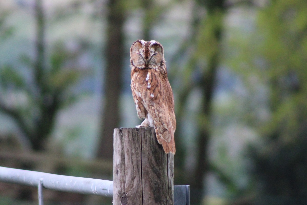 Tawny Owl - ML230609011