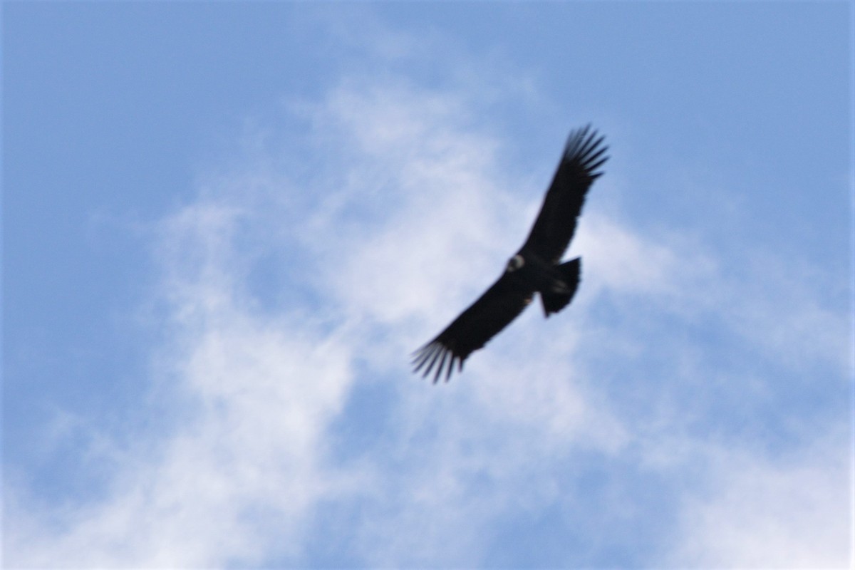 Andean Condor - ML230609791