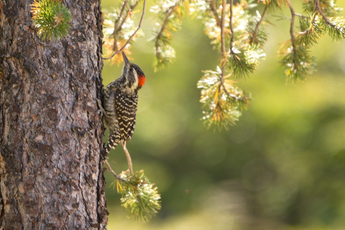 Striped Woodpecker - ML230609941