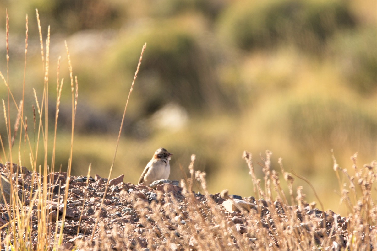Rufous-collared Sparrow - ML230610911