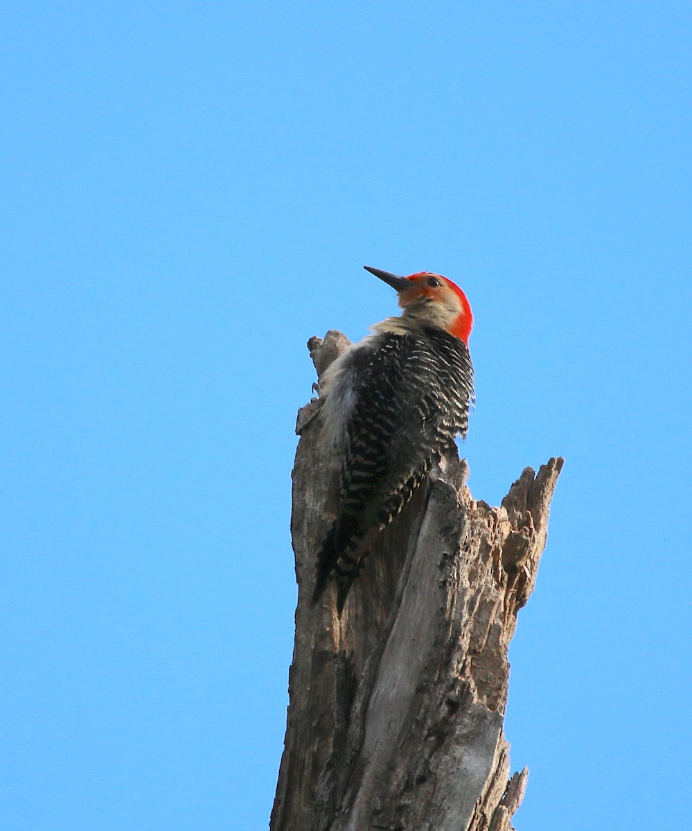 Red-bellied Woodpecker - ML230614421