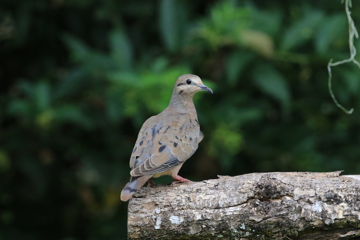 Eared Dove - Diane St-Jacques