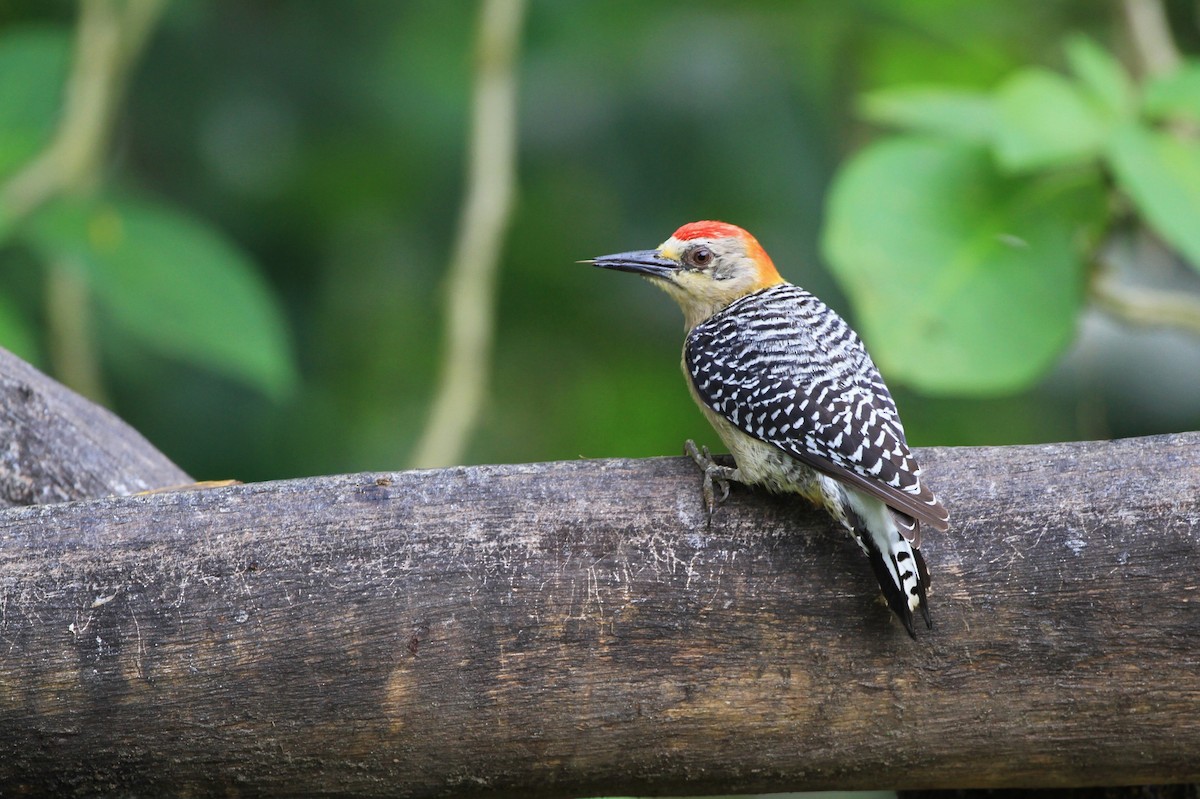 Red-crowned Woodpecker - Diane St-Jacques