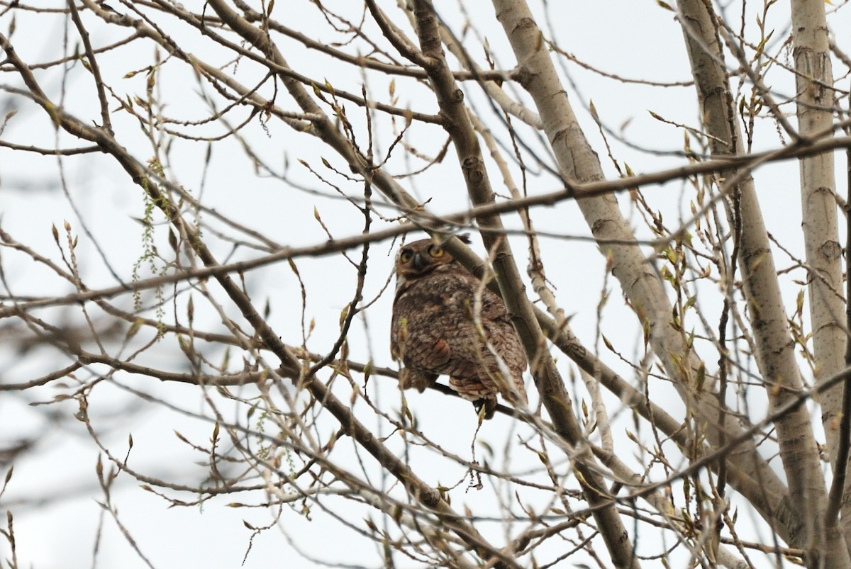 Great Horned Owl - ML230619771