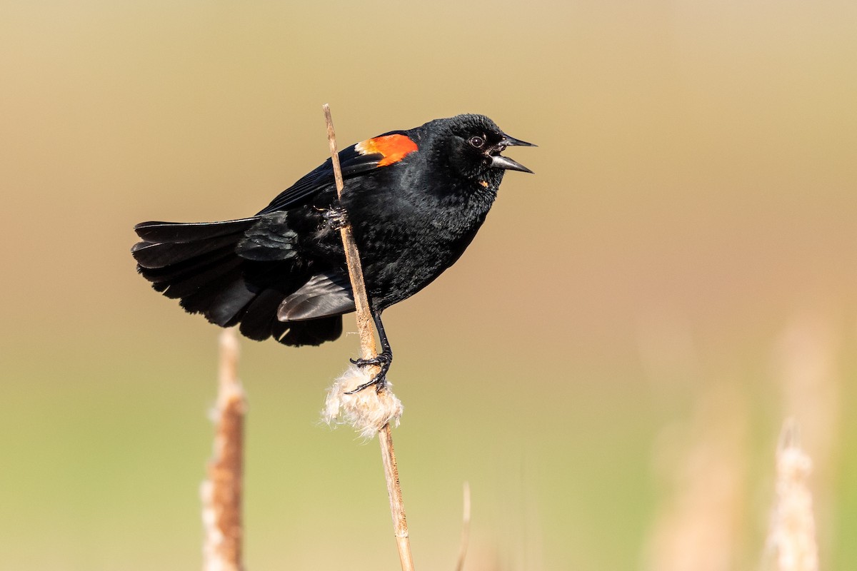 Red-winged Blackbird - Brad Imhoff
