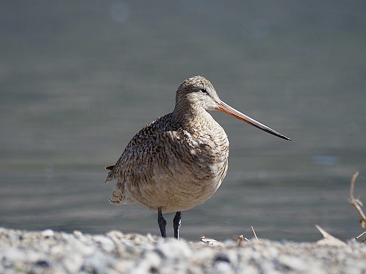 Marbled Godwit - Nathan Earley
