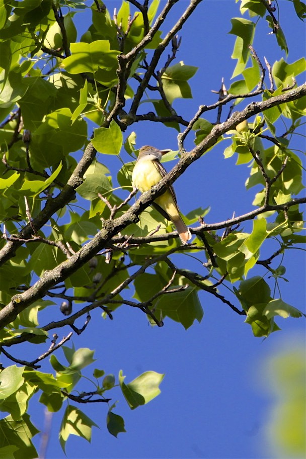 Great Crested Flycatcher - ML230627751