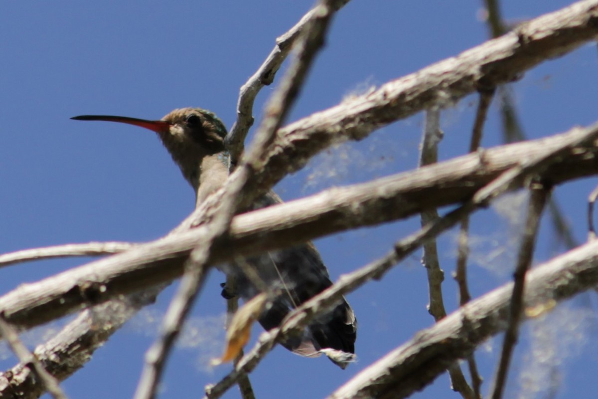 Broad-billed Hummingbird - Elizabeth  Ademi