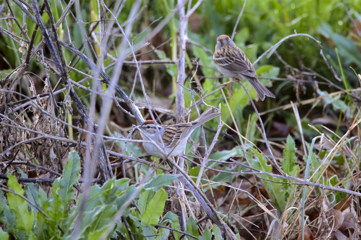 Chipping Sparrow - ML230633291
