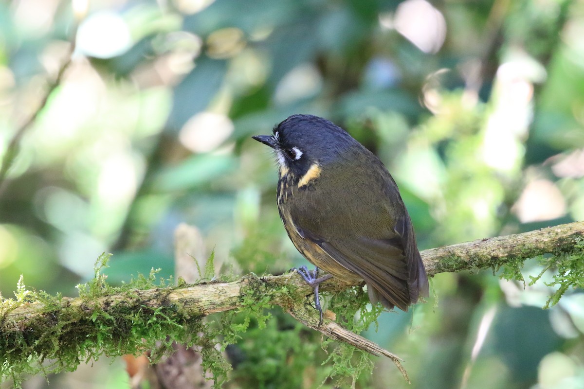 Crescent-faced Antpitta - Diane St-Jacques