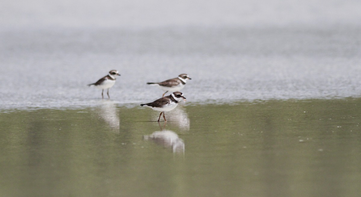 Semipalmated Plover - ML23063721