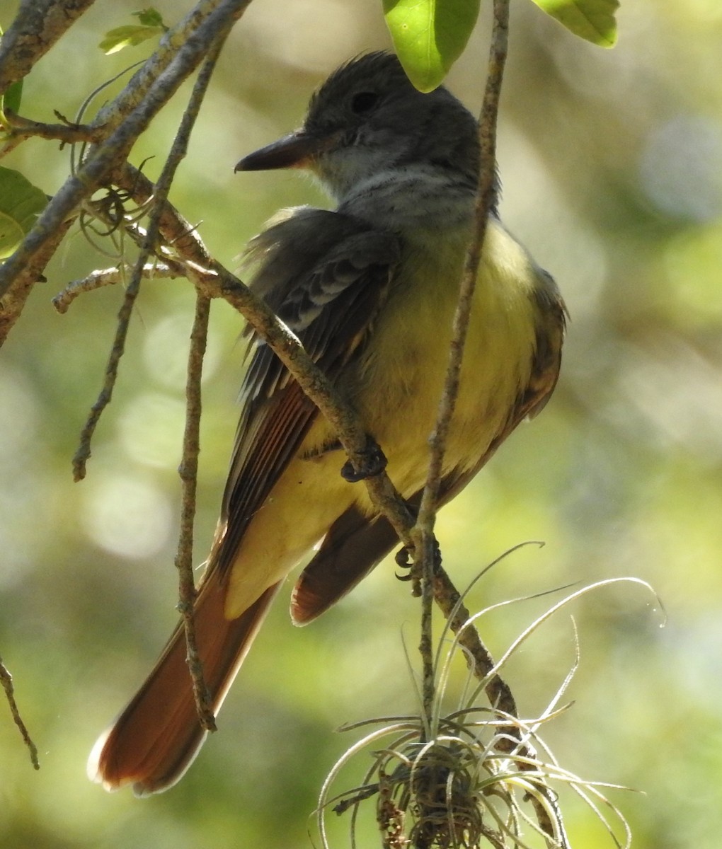 Great Crested Flycatcher - ML230637861