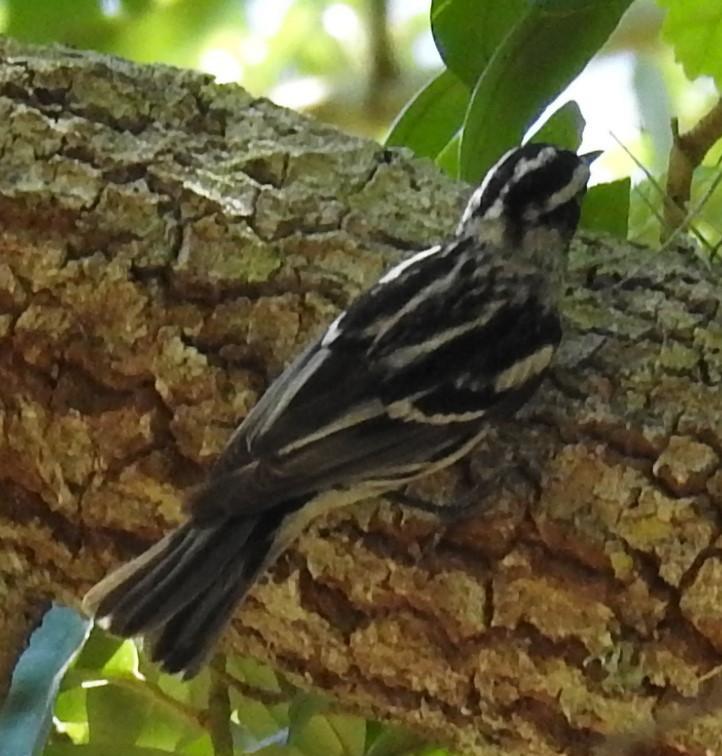 Black-and-white Warbler - ML230638331
