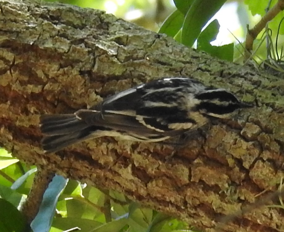 Black-and-white Warbler - ML230638341