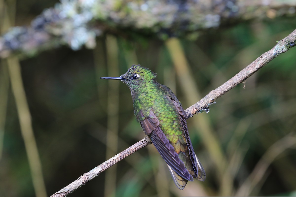 kolibřík dřišťálový - ML230638381