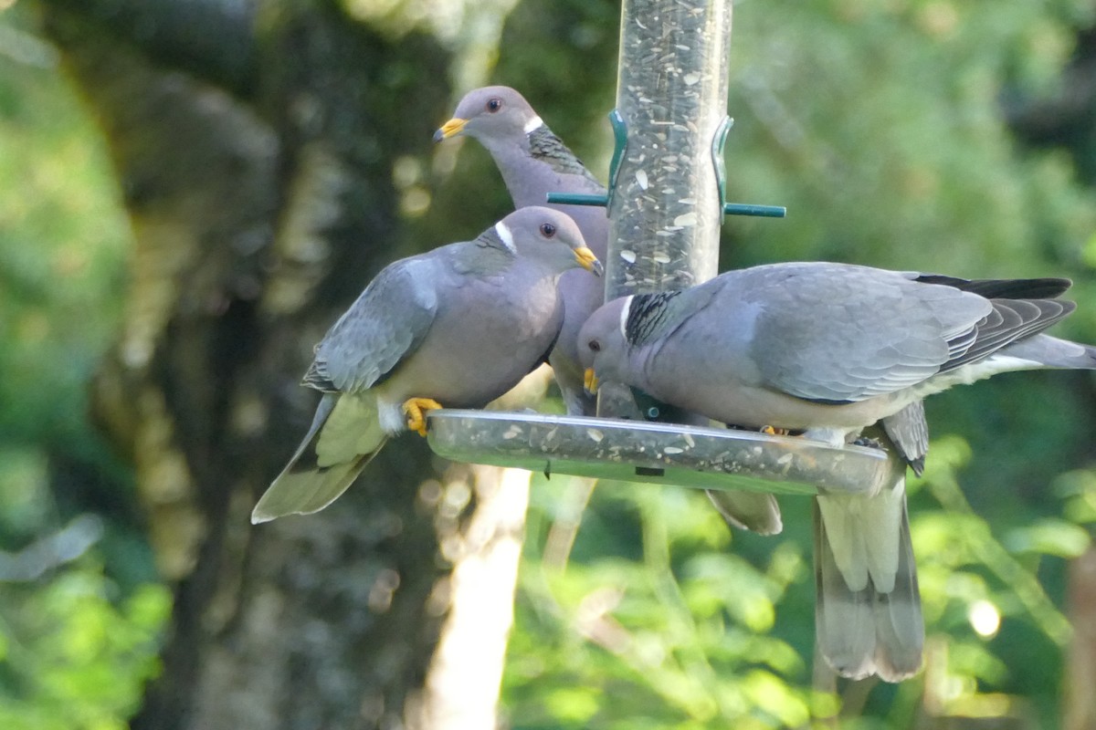 Band-tailed Pigeon - George Heleker