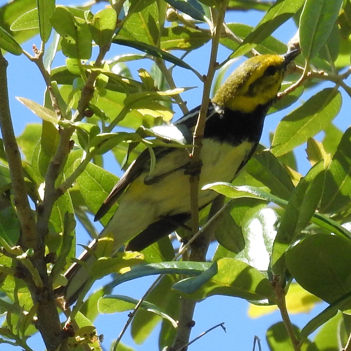 Black-throated Green Warbler - ML230638791