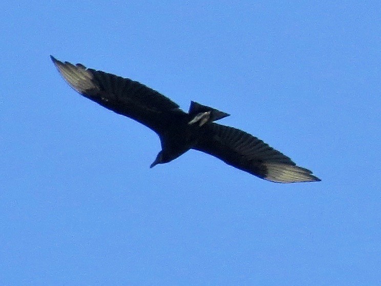 Black Vulture - Concetta Goodrich