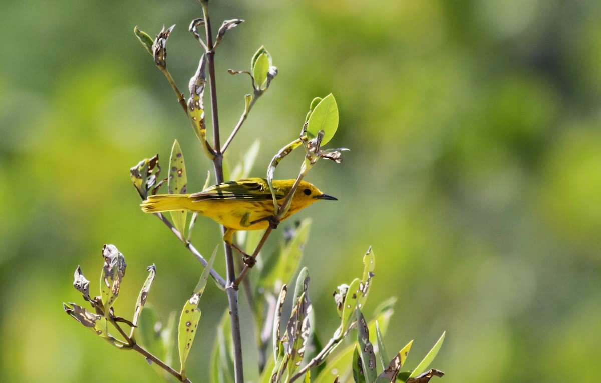 Yellow Warbler (Golden) - Jay McGowan
