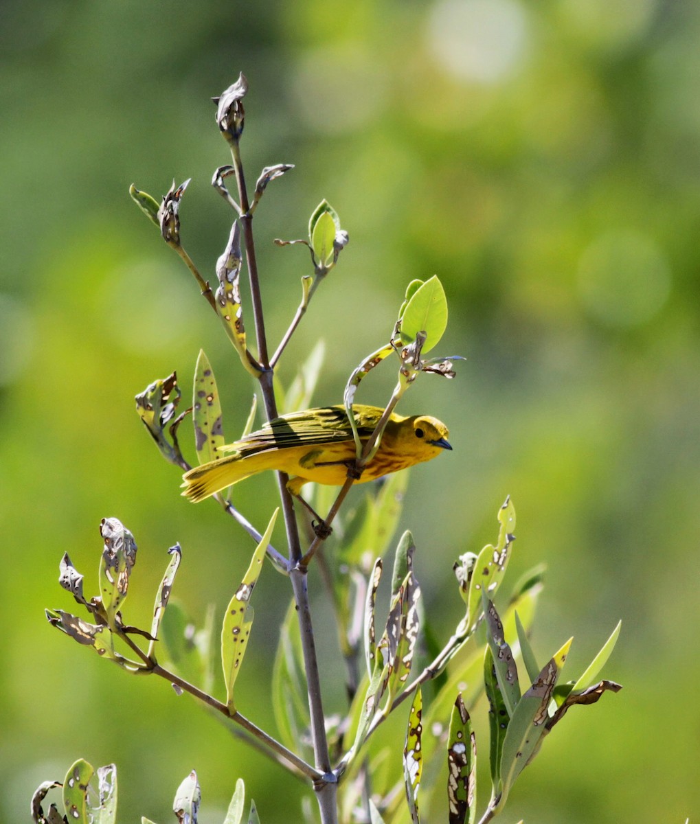 Yellow Warbler (Golden) - Jay McGowan
