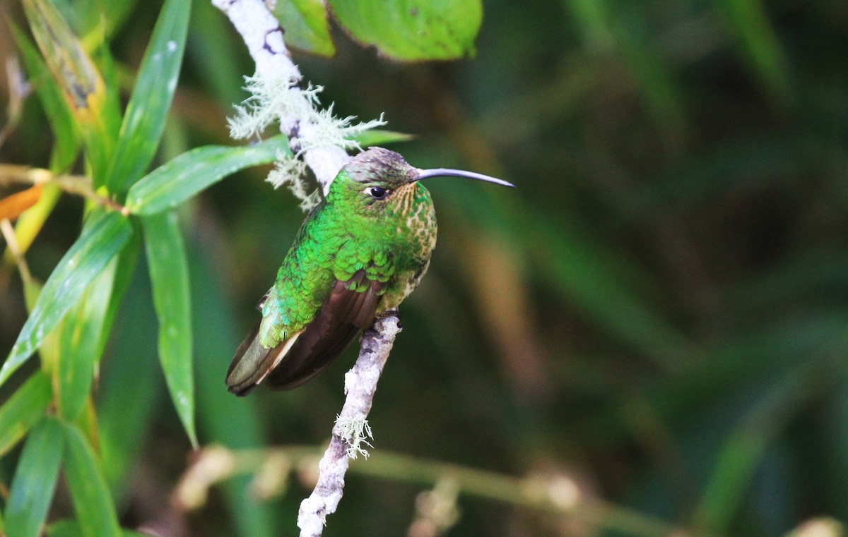 kolibřík aksamitový - ML230640031