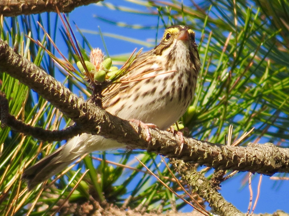 Savannah Sparrow - ML230640101