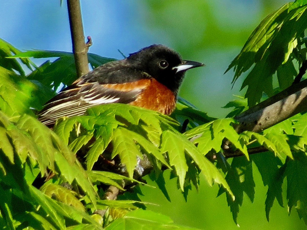 Orchard Oriole - ML230640311