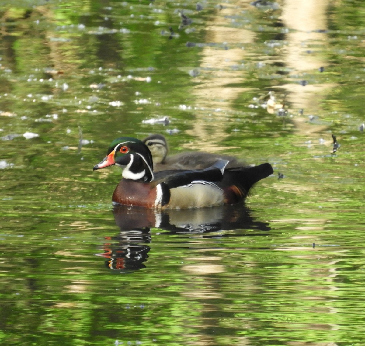 eBird Checklist 4 May 2020 White Rock Lake & Old Fish Hatchery (PPW