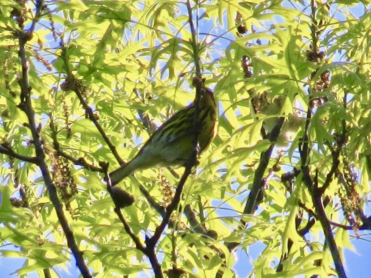 Cape May Warbler - ML230641541