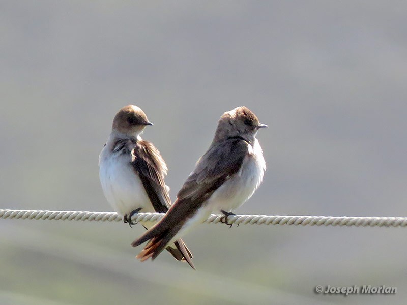 Northern Rough-winged Swallow - Joseph Morlan