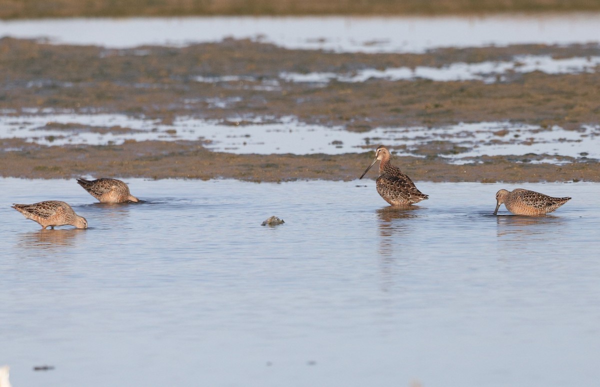 Long-billed Dowitcher - ML230648571