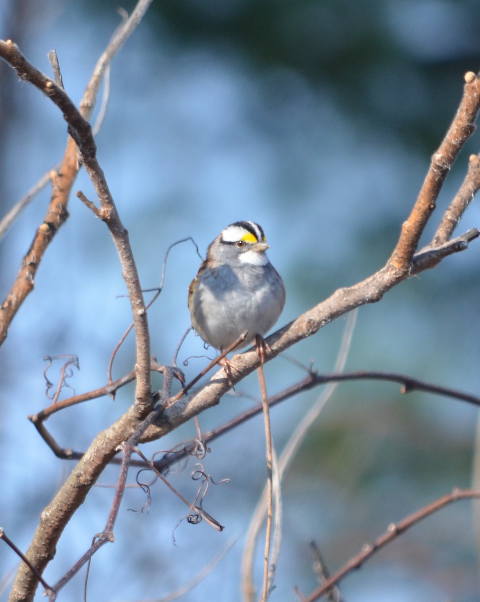 White-throated Sparrow - Jonathan Cobb