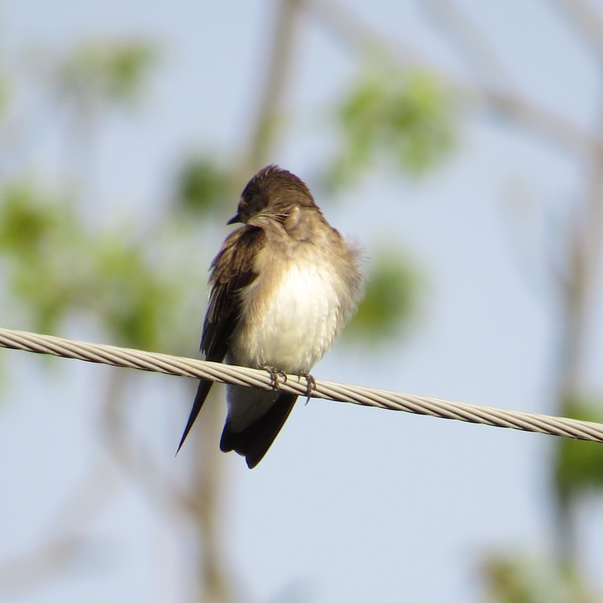 Northern Rough-winged Swallow - Bill Rowe