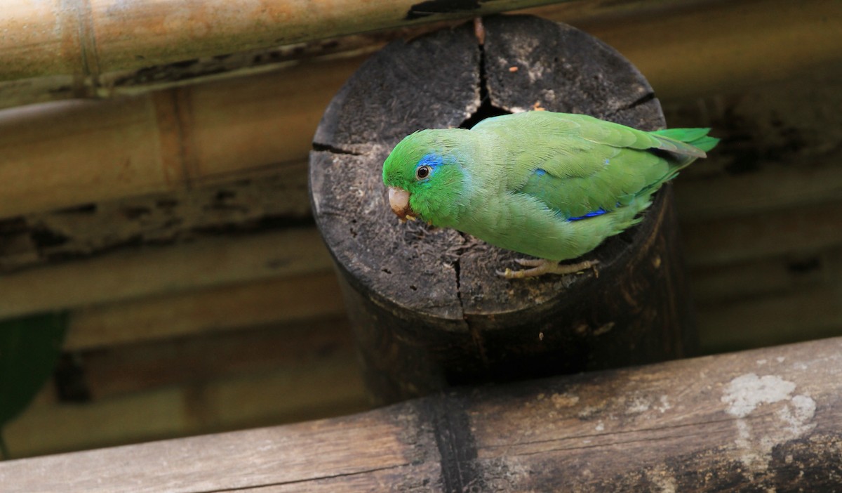 Spectacled Parrotlet - ML230663561