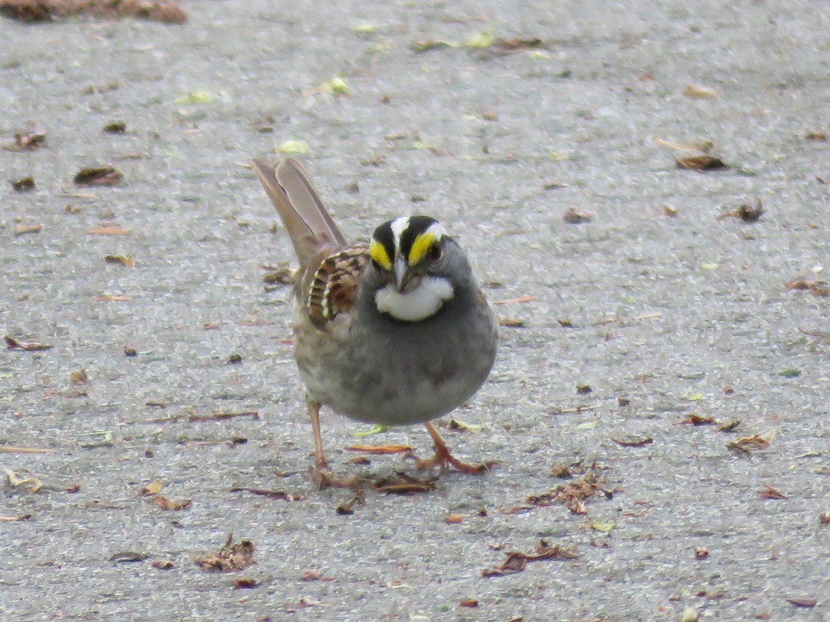 White-throated Sparrow - ML230666161