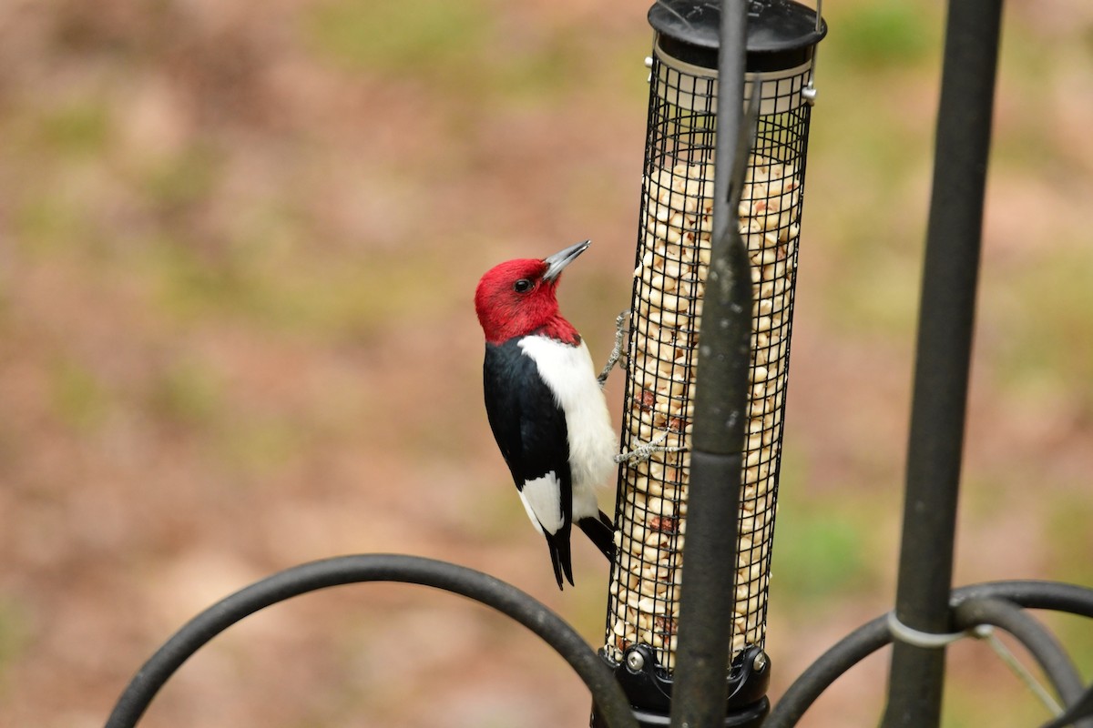 Red-headed Woodpecker - Ken Beckley