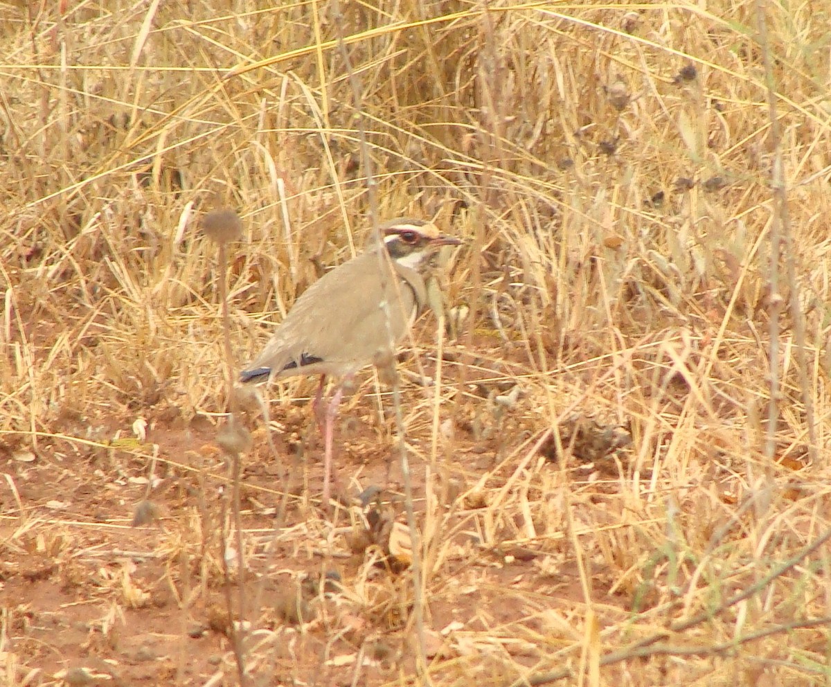 Bronze-winged Courser - Jason Anderson
