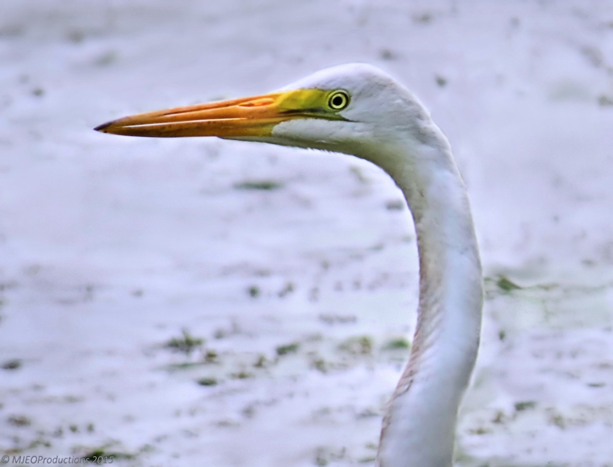 Great Egret - Marianne Ofenloch