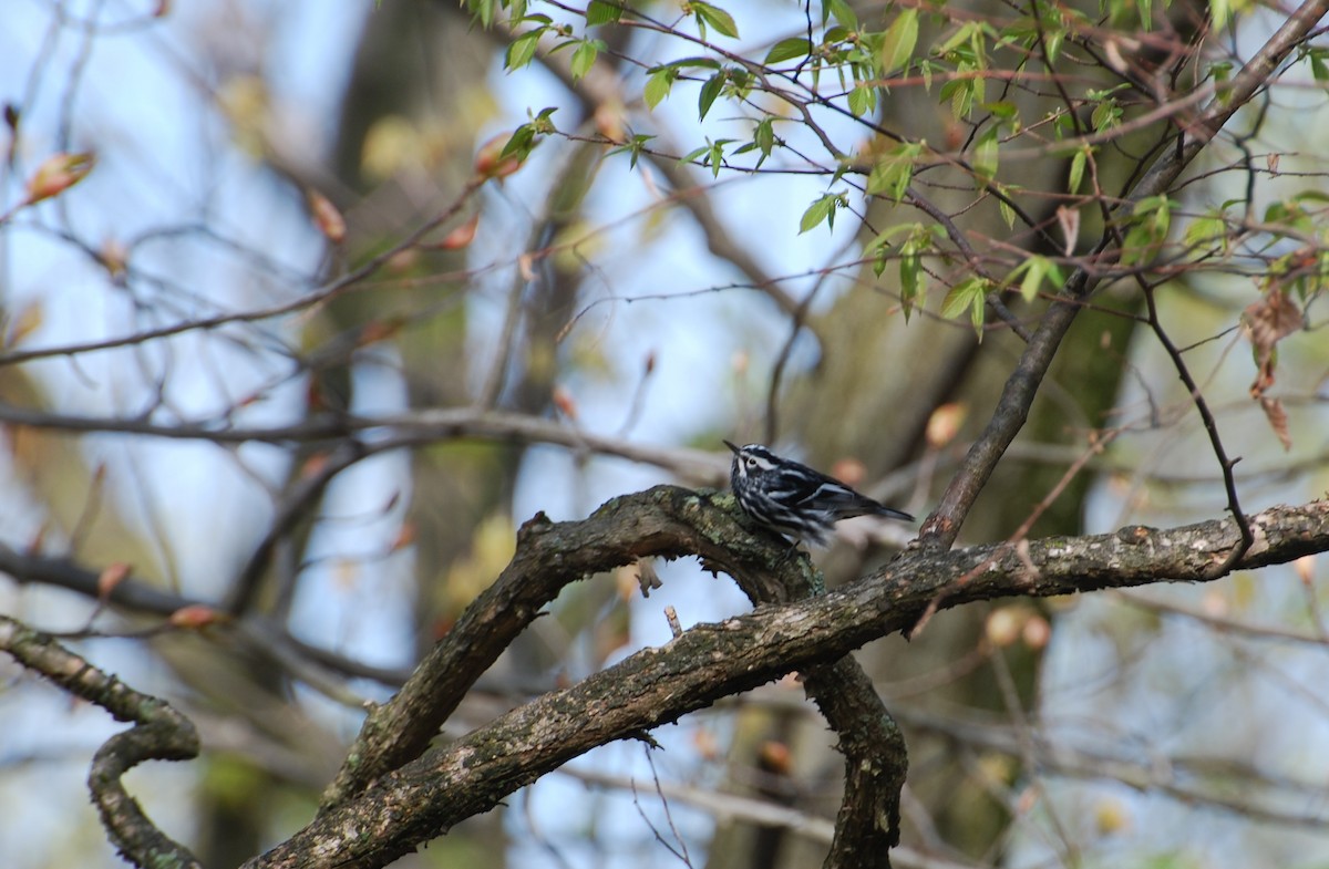 Black-and-white Warbler - ML230689901