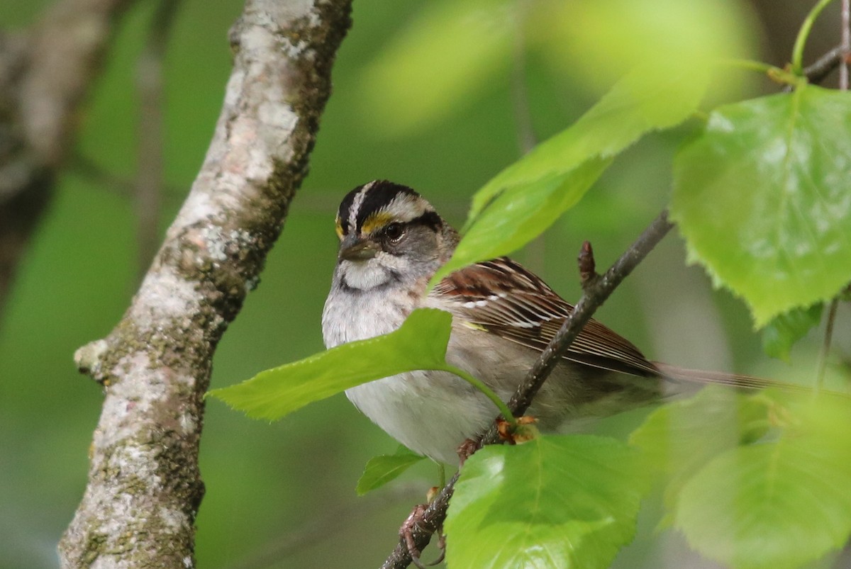 White-throated Sparrow - Mike Farnworth