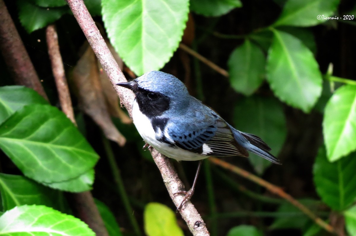 Black-throated Blue Warbler - ML230692401