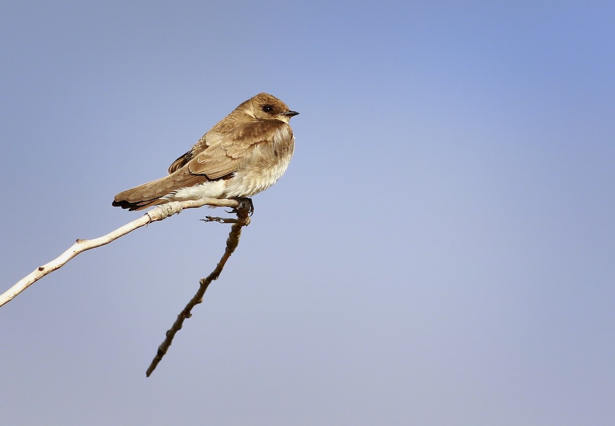 Northern Rough-winged Swallow - Phillip Odum