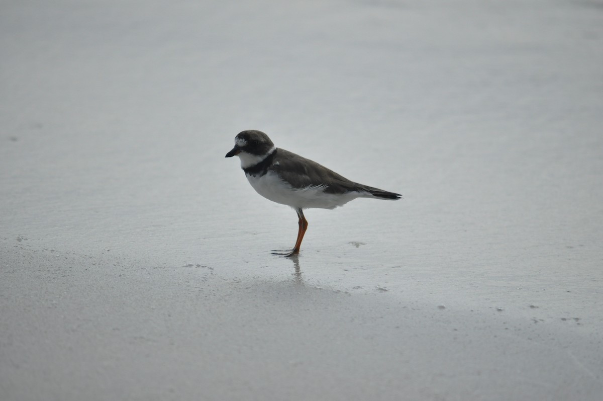 Semipalmated Plover - ML230709851